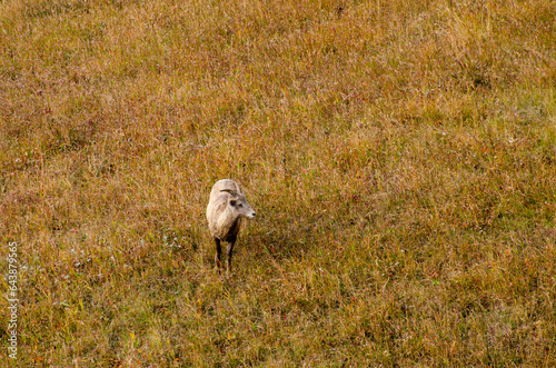 Lone Mountain Goat Walks on a Field in Autumn