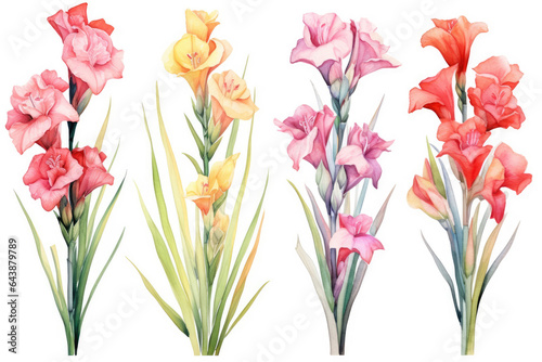 Watercolor image of a set of gladiolus flowers on a white background