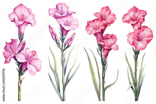 Watercolor image of a set of gladiolus flowers on a white background © Veniamin Kraskov