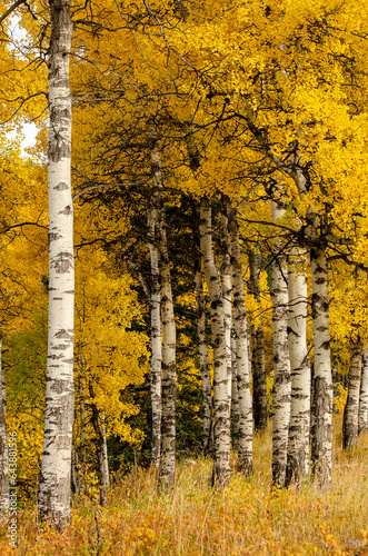 Birch Trees in Kananaskis Country Autumn