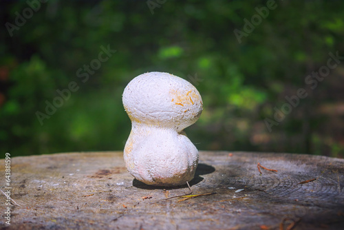 Puffball fungus Lycoperdon perlatum spores reproduction smoke mushroom. photo