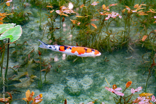 Monet's Pond, Japan,Gifu prefecture,Seki city