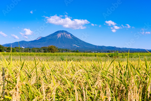 Mt. Daisen and ears of rice, Japan,Tottori Prefecture,Saihaku District, Tottori,Hoki, Tottori photo