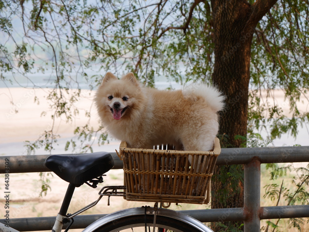 Pomeranian is eating food, Pomeranian Spitz is eating, cute furry Spitz