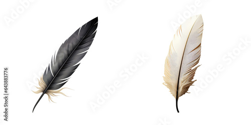 Feather with contrasting colors on transparent background