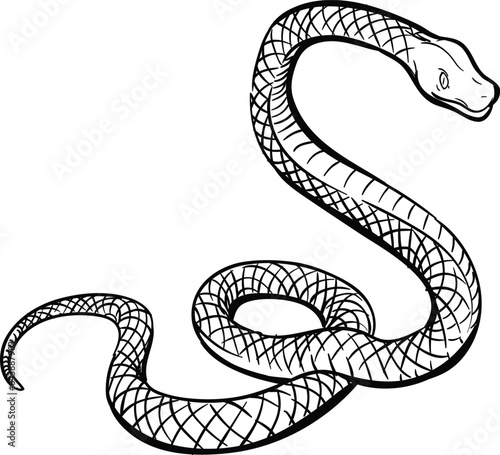 black and white snake