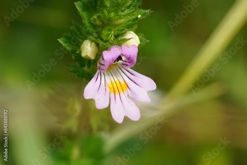 Closeup on the small, fragile looking eyebright wildflower, Euphrasia officinalis photo