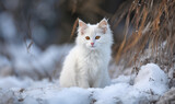 A cute little white and fluffy kitten sits on the snow and looks away. Winter blurred background with Pet. Cat in snow