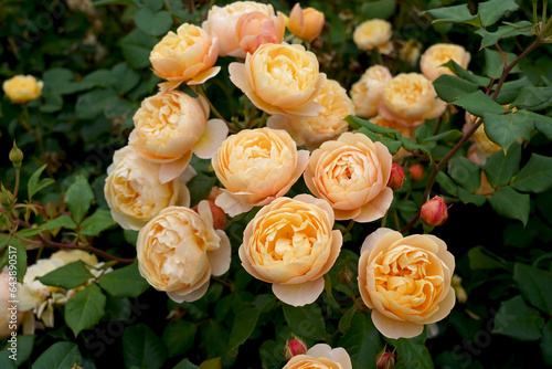 Fototapeta Naklejka Na Ścianę i Meble -  Roald Dahl (Ausowlish). English shrub rose bred by David Austin. 