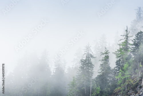 dense fog between pine trees on a mountain in austria