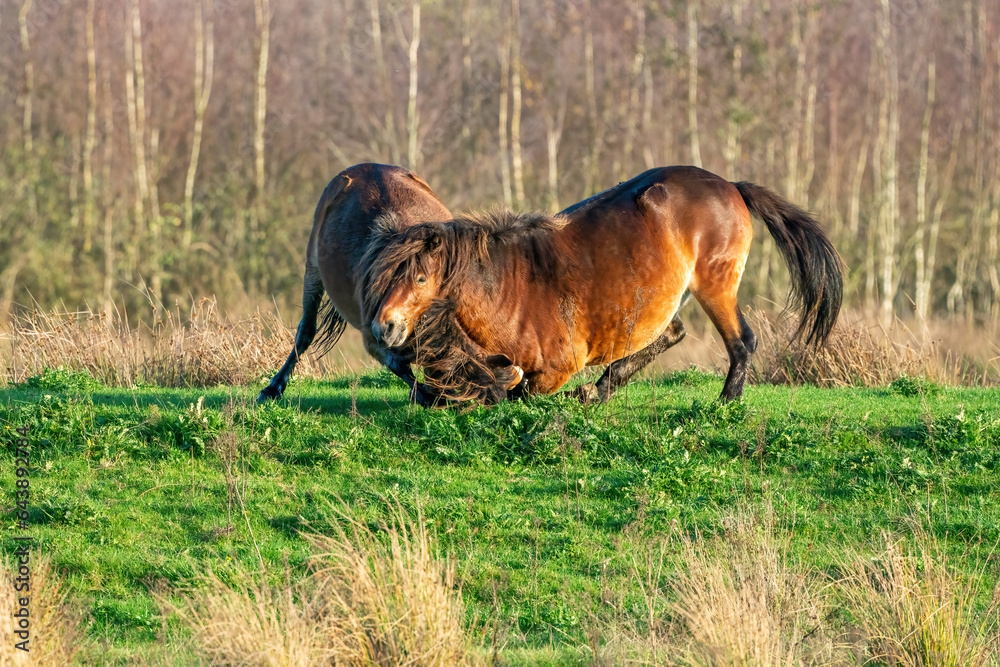 Two fighting wild brown Exmoor ponies, against a forest and reed background. Biting, rearing and hitting. autumn colors in winter. Selective focus, lonely, two animals, fight, stallion, mare
