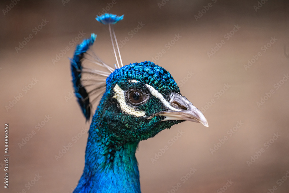 Portrait of a blue peacock in nature. Close-up face wildlife Portrait of a blue peacock in nature. Close-up face wildlife