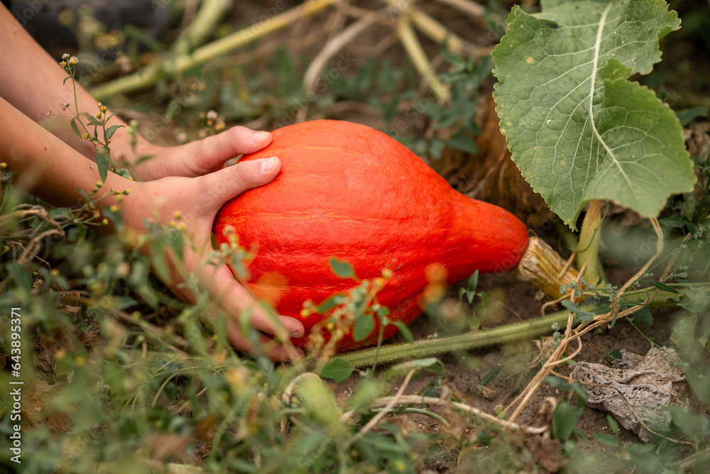 hand holding an orange pumpkin in the garden hand holding an orange pumpkin in the garden