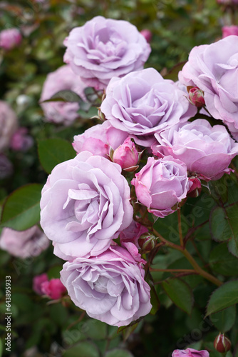 Rosa 'Tangles' (Kortangwal).  A charming lilac floribunda rose bred by Kordes Roses.   