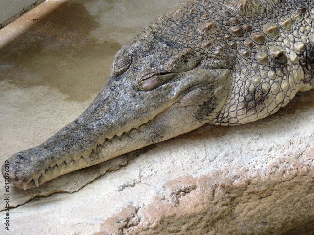 Obraz premium crocodile