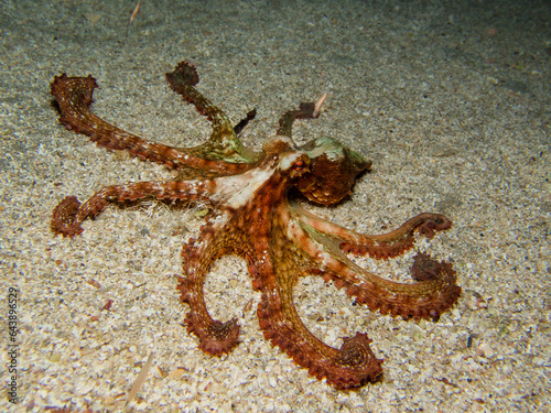 White-spotted Atlantic octopus displaying its arms photo