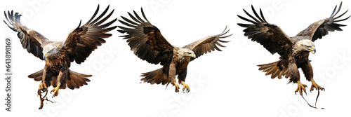 Whitetailed eagle Haliaeetus albicilla soaring a bird of prey transparent background © 2rogan
