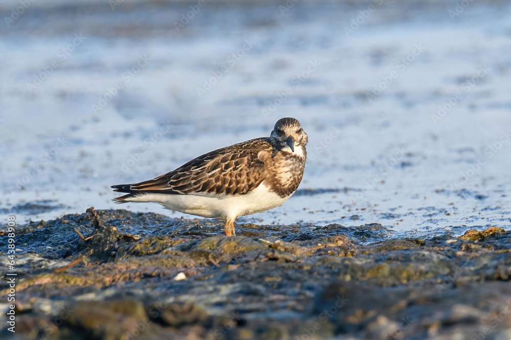 Ruddy Turnstone (Arenaria interpres) in natural habitat Ruddy Turnstone (Arenaria interpres) in natural habitat