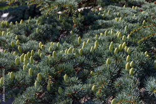Many needles and cones of Atlas cedar as nature background. photo