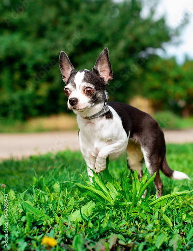 A small chihuahua dog is standing in the grass. The dog has raised its paw and is hunting for something. The photo is blurred and vertical
