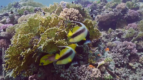 Close-up of two pairs of tropical fish Golden Butterflyfish or Masked Butterflyfish (Chaetodon semilarvatus) and Red Se Bannerfish (Heniochus intermedius) swim near coral reef, Slow motion photo