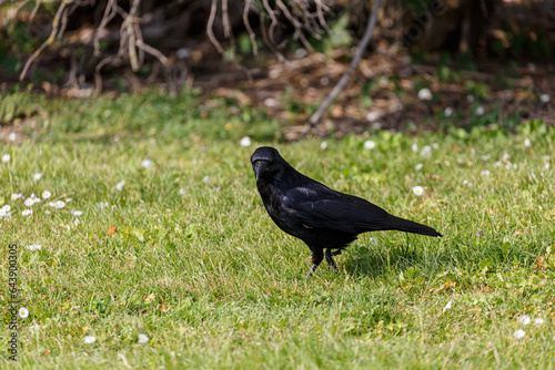 Crow walking on grass field