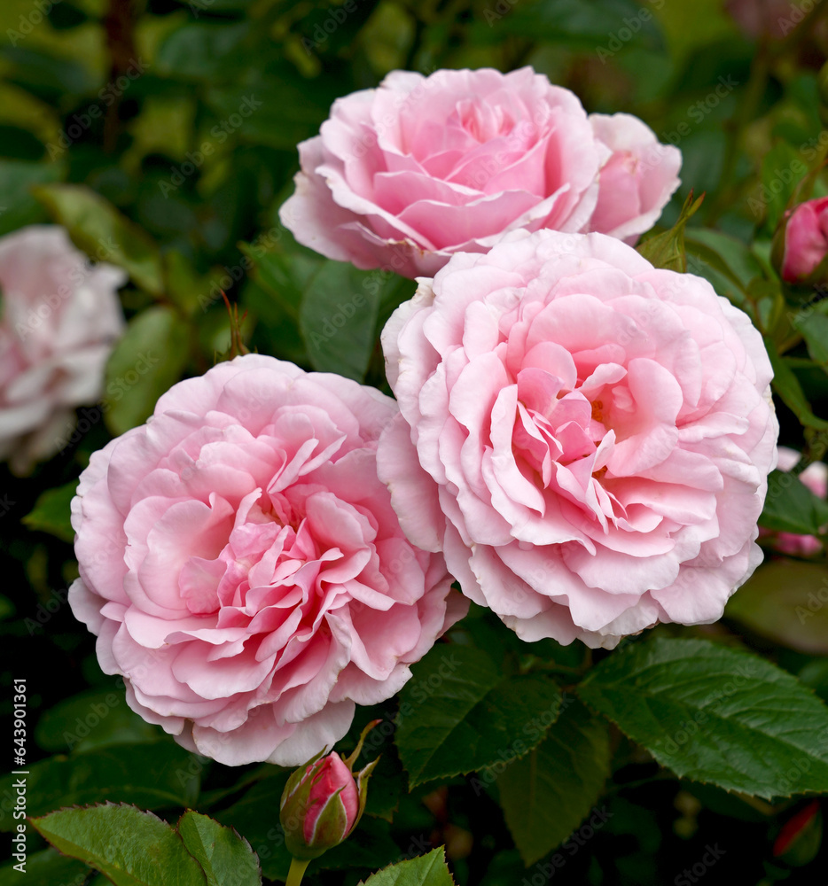 Rosa 'Radox Bouquet' (Harmusky).  A soft pink Hybrid Tea rose.