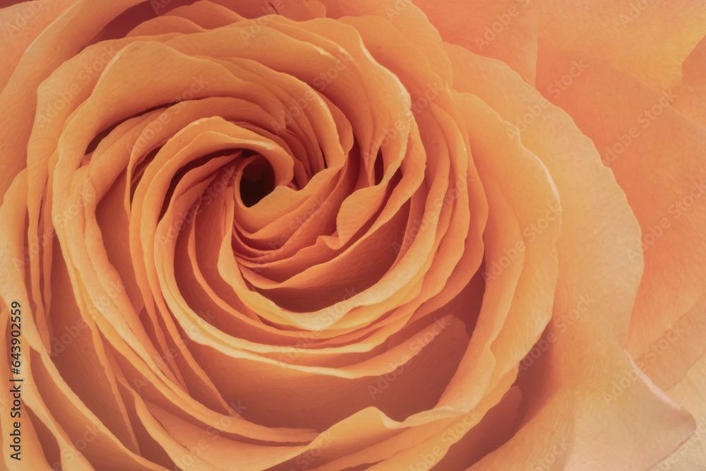 Orange rose blooming in spring garden. Orange rose blooming in spring garden.