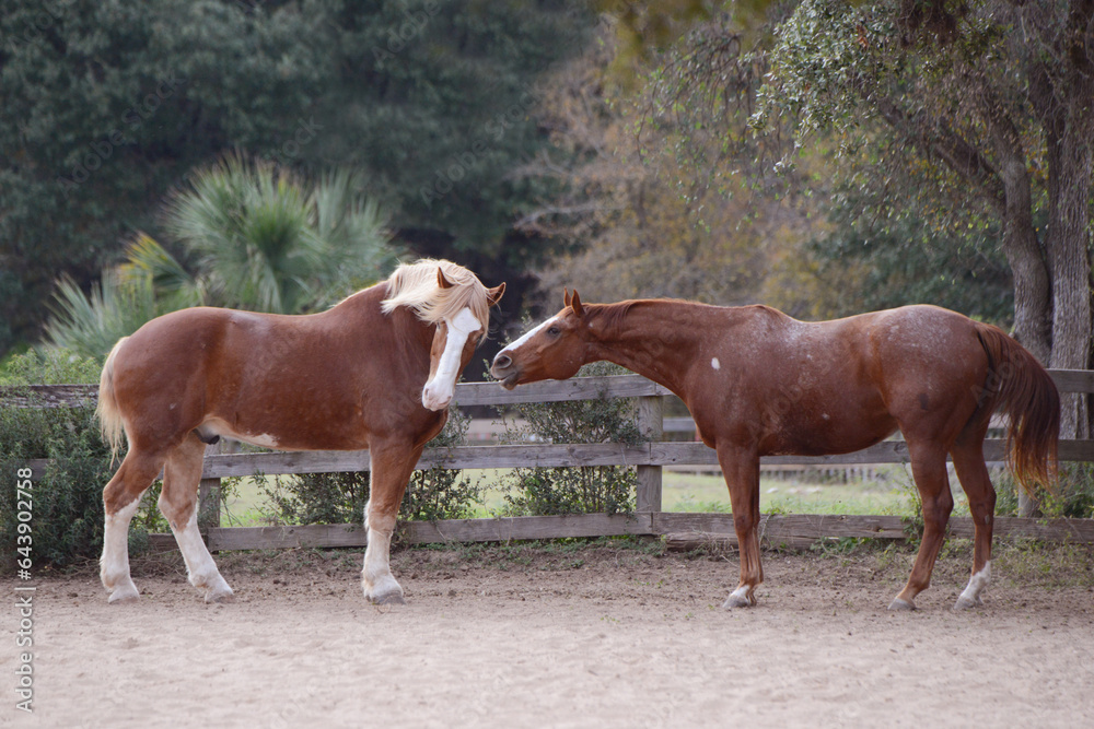 Obraz premium Percheron Horse and Quarter Horse Expressing Emotion