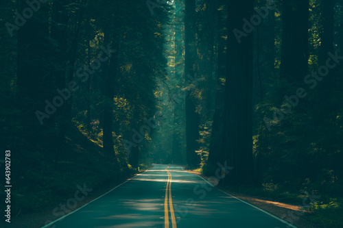 Avenue of the Giants 4 photo