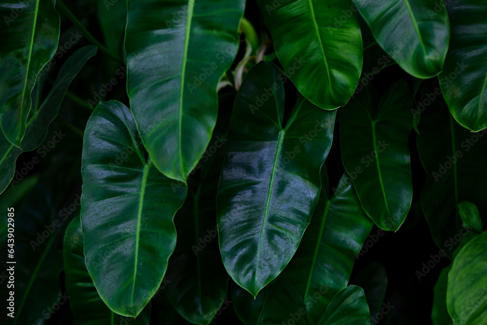 Close-up view of Philodendron leaves Close-up view of Philodendron leaves