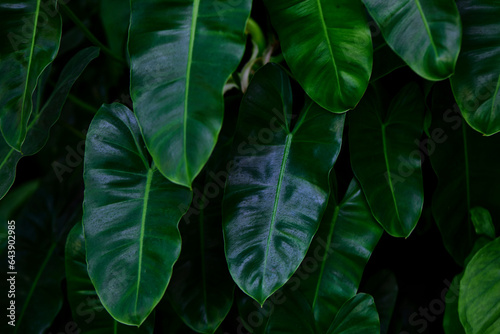 Close-up view of Philodendron leaves