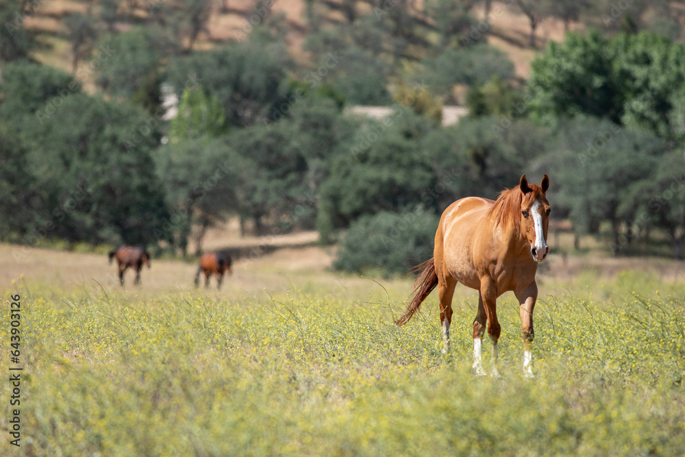 Three horses in flowery meadowapproaching Three horses in flowery meadowapproaching