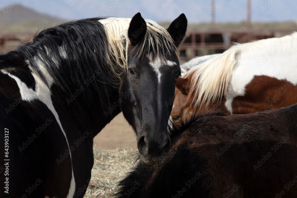 Black horse head turned back looking at viewer Stock Photo Adobe Stock