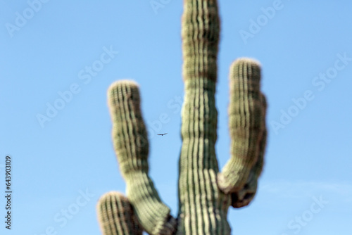 A condor soars in the air framed in saguaro cactus arms