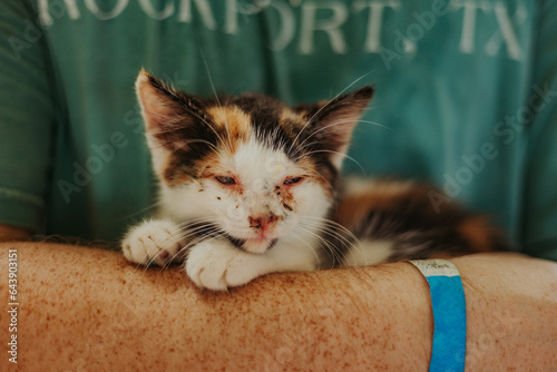 Adorable calico cat resting in strong man’s arms. photo