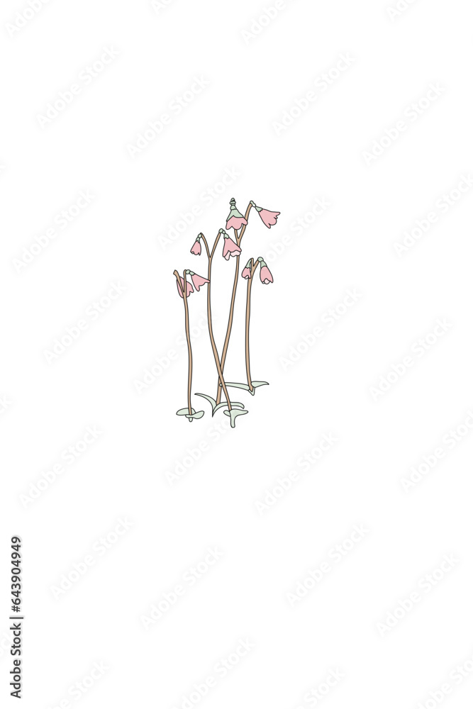 Moss bells, Mossklockor - name flower of Linnea Moss bells, Mossklockor - name flower of Linnea