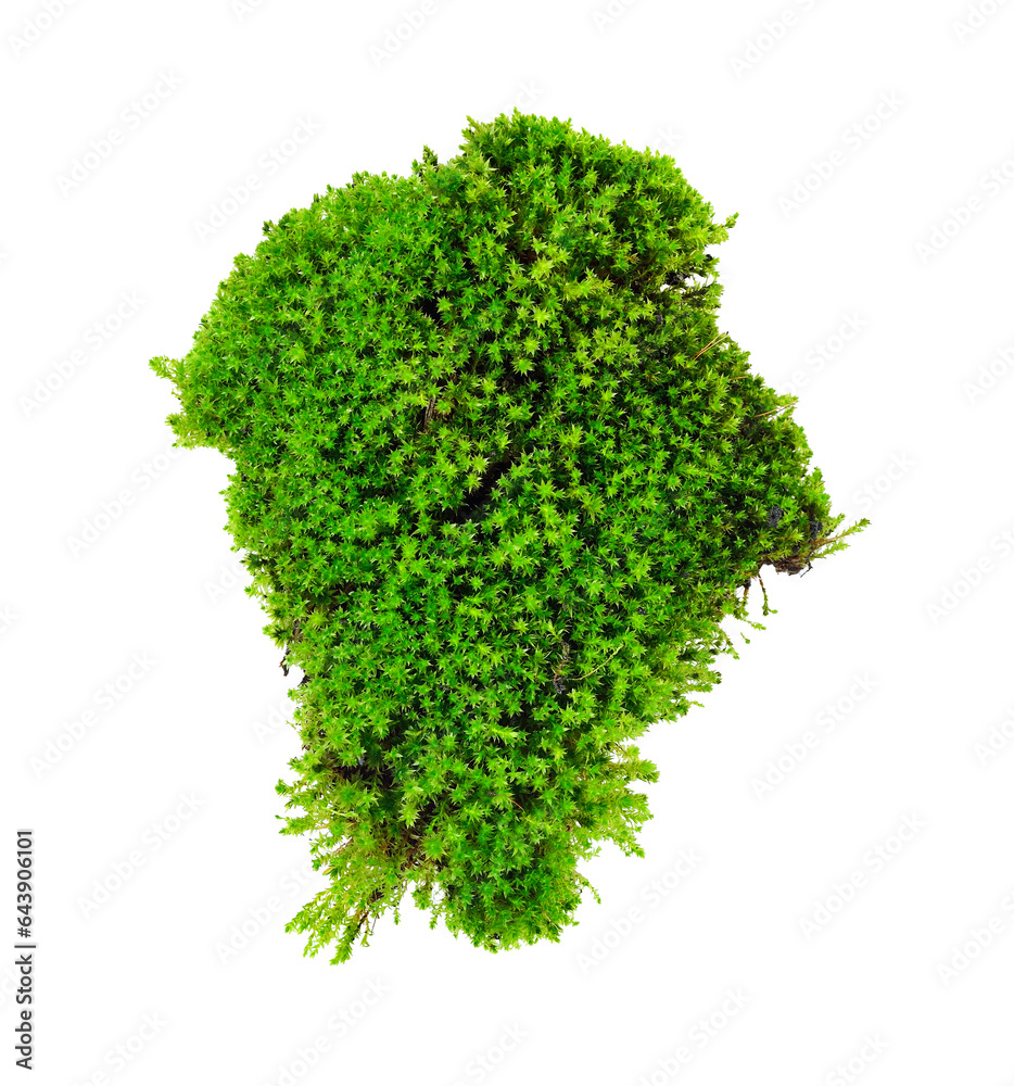 Obraz premium moss transparent png