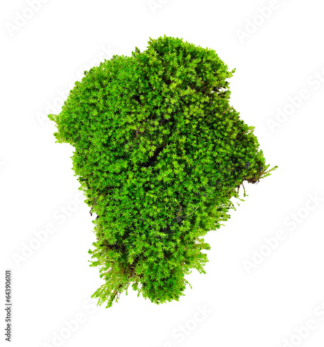 moss transparent png