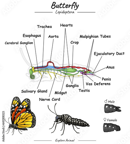 Butterfly anatomy