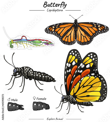 Butterfly with anatomy illustration