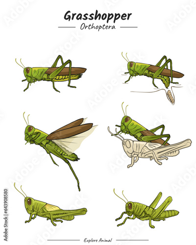 Grasshopper Package