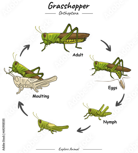 Grasshopper life cycle.