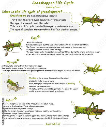 Grasshopper life cycle with explanation.