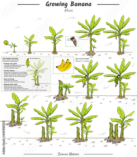 Growing Banana illustration with explanation