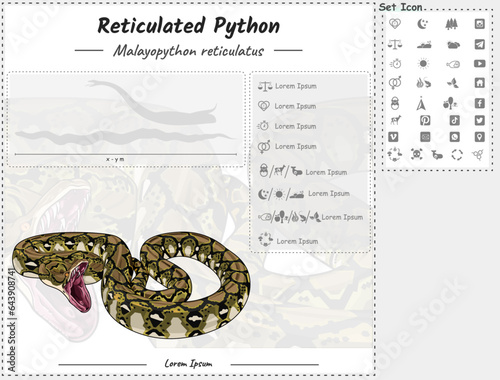 Reticulated python infographic template