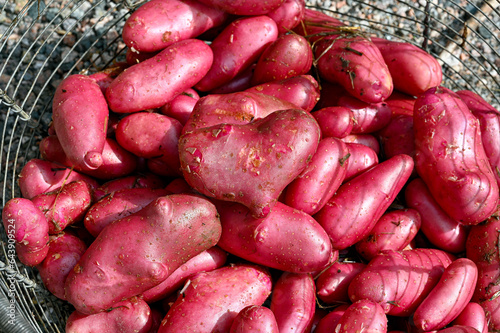 Cherie potatoes cleaned up ready to cook