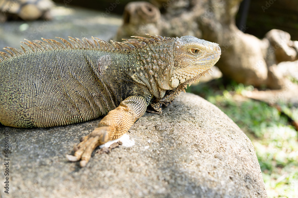 Fototapeta premium Portrait of an iguana close-up. Iguana lizard. Iguana in nature. Iguana portrait.