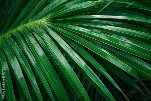 Close-up of a palm tree leaf, large palm leaf, Generative AI © Kafi