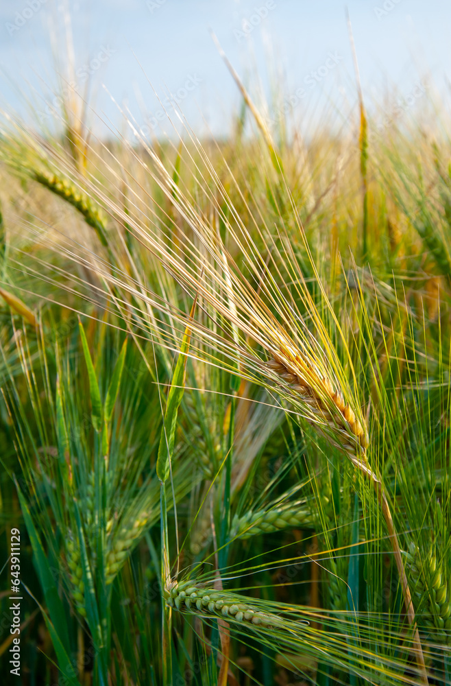 green ears of immature barley against a blue sky, selective focus